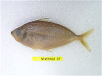 藏品(曳絲鰏)的圖片